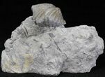 Platystrophia Brachiopods Fossil From Kentucky #21816-1